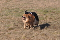 Altdeutsche und andere Rassen / Bild 28 von 34 / 28.02.2015 15:07 / DSC_7719.JPG