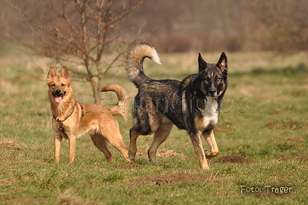 Altdeutsche und andere Rassen / Bild 20 von 34 / 28.03.2015 12:59 / DSC_8890.JPG