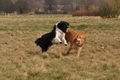 Altdeutsche und andere Rassen / Bild 17 von 34 / 28.03.2015 13:06 / DSC_9005.JPG