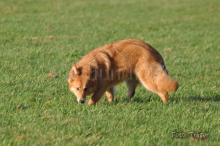 Harzer Fuchs / Bild 566 von 755 / 12.01.2014 15:26 / DSC_3139.JPG