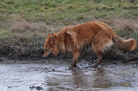 Harzer Fuchs / Bild 521 von 755 / 16.02.2014 12:52 / DSC_4947.JPG