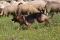Vorschau von Bild 482 von 755