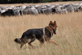 Vorschau von Bild 476 von 755