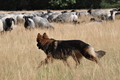 Vorschau von Bild 474 von 755
