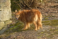 Harzer Fuchs / Bild 412 von 755 / 20.03.2015 16:14 / P1100936.JPG