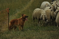 Vorschau von Bild 184 von 755