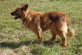 Harzer Fuchs / Bild 121 von 755 / 16.03.2021 14:19 / P1180278.JPG