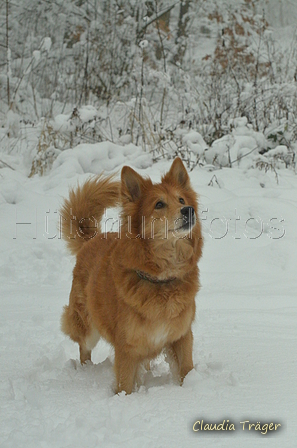 Harzer Fuchs / Bild 6 von 755 / 22.01.2023 12:13 / DSC_9137.JPG