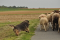 Strobel / Bild 161 von 311 / 12.09.2015 16:42 / DSC_8710.JPG