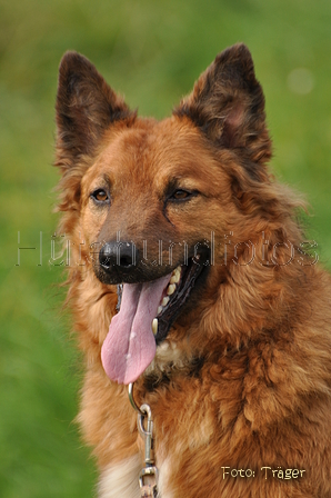 Westerwälder Kuhhund / Bild 35 von 47 / 07.09.2014 15:22 / DSC_9822.JPG