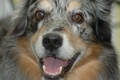 Australian Shepherd / Bild 138 von 140 / 21.03.2010 13:50 / DSC_7160.JPG