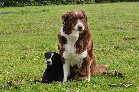 Australian Shepherd / Bild 124 von 140 / 27.04.2014 09:21 / DSC_5881.JPG