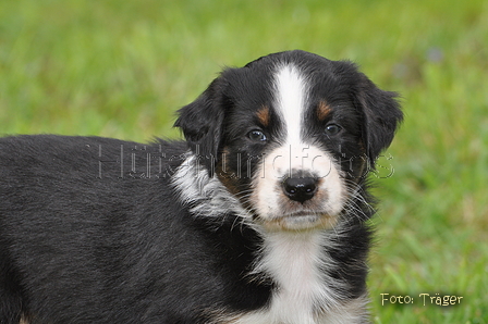 Australian Shepherd / Bild 119 von 140 / 27.04.2014 09:36 / DSC_6207.JPG