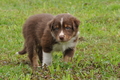 Australian Shepherd / Bild 115 von 140 / 27.04.2014 09:43 / DSC_6351.JPG