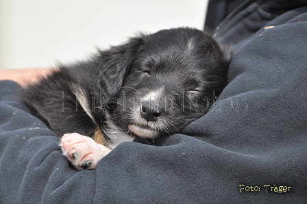 Australian Shepherd / Bild 113 von 140 / 27.04.2014 09:51 / DSC_6577.JPG