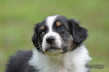 Australian Shepherd / Bild 110 von 140 / 27.04.2014 09:58 / DSC_6732.JPG