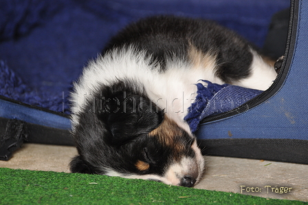 Australian Shepherd / Bild 109 von 140 / 27.04.2014 10:09 / DSC_6814.JPG