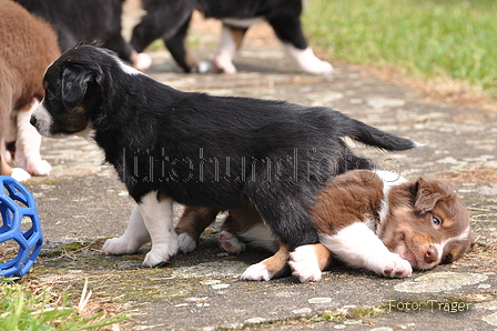 Australian Shepherd / Bild 106 von 140 / 27.04.2014 10:53 / DSC_7030.JPG