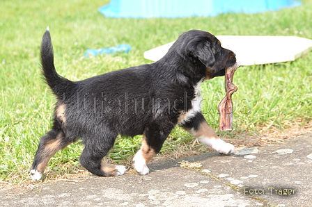 Australian Shepherd / Bild 104 von 140 / 27.04.2014 10:59 / DSC_7162.JPG