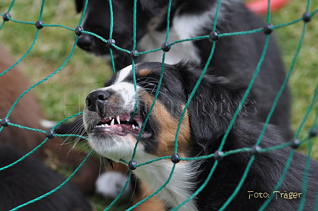 Australian Shepherd / Bild 103 von 140 / 16.05.2014 13:50 / DSC_8956.JPG