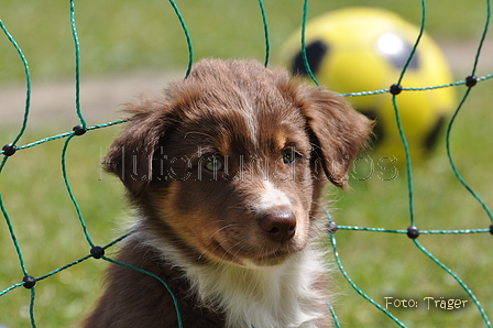 Australian Shepherd / Bild 102 von 140 / 16.05.2014 13:56 / DSC_8985.JPG