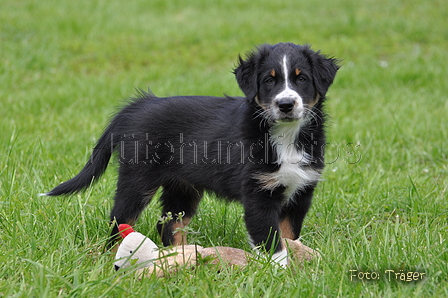 Australian Shepherd / Bild 100 von 140 / 16.05.2014 14:04 / DSC_9065.JPG