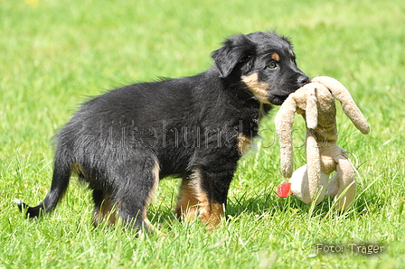 Australian Shepherd / Bild 96 von 140 / 16.05.2014 14:25 / DSC_9286.JPG