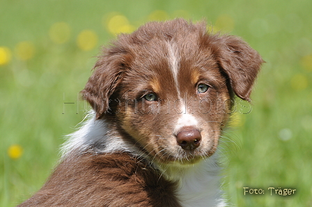 Australian Shepherd / Bild 94 von 140 / 16.05.2014 14:35 / DSC_9395.JPG