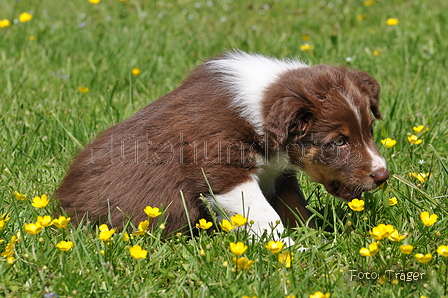 Australian Shepherd / Bild 93 von 140 / 16.05.2014 14:35 / DSC_9397.JPG