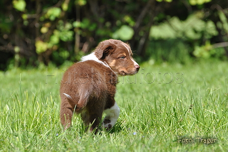 Australian Shepherd / Bild 91 von 140 / 16.05.2014 14:39 / DSC_9475.JPG