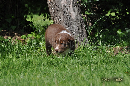 Australian Shepherd / Bild 90 von 140 / 16.05.2014 14:41 / DSC_9497.JPG