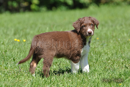 Australian Shepherd / Bild 89 von 140 / 16.05.2014 14:43 / DSC_9515.JPG