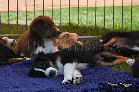 Australian Shepherd / Bild 87 von 140 / 16.05.2014 15:00 / DSC_9600.JPG