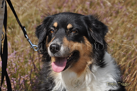 Australian Shepherd / Bild 86 von 140 / 24.08.2014 12:34 / DSC_6890.JPG