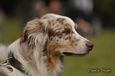 Australian Shepherd / Bild 85 von 140 / 10.09.2017 14:54 / DSC_5633.JPG