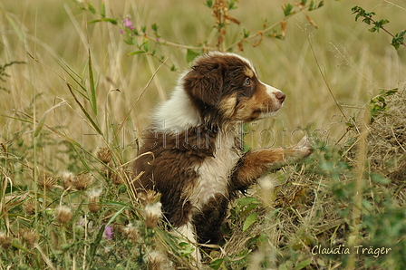 Australian Shepherd / Bild 84 von 140 / 03.09.2018 10:18 / DSC_1604.JPG