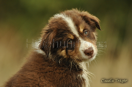 Australian Shepherd / Bild 82 von 140 / 03.09.2018 10:18 / DSC_1627.JPG