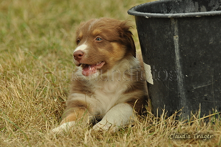 Australian Shepherd / Bild 81 von 140 / 03.09.2018 10:19 / DSC_1638.JPG