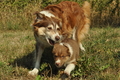 Australian Shepherd / Bild 60 von 140 / 05.09.2018 11:22 / DSC_2352.JPG