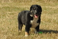 Australian Shepherd / Bild 53 von 140 / 05.09.2018 11:48 / DSC_2694.JPG