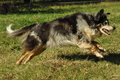 Australian Shepherd / Bild 45 von 140 / 30.09.2018 10:57 / DSC_4103.JPG
