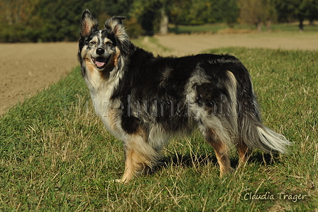 Australian Shepherd / Bild 33 von 140 / 30.09.2018 11:37 / DSC_4418.JPG
