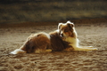Australian Shepherd / Bild 15 von 140 / 04.10.2020 10:03 / DSC_9024.JPG