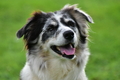 Australian Shepherd / Bild 1 von 140 / 07.10.2021 14:34 / DSC_9466.JPG