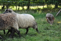 Bearded Collie / Bild 31 von 38 / 19.07.2014 10:14 / DSC_3057.JPG