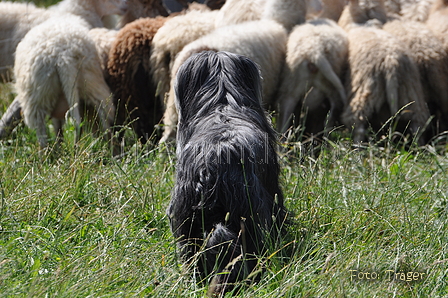 Bearded Collie / Bild 26 von 38 / 19.07.2014 12:20 / DSC_3966.JPG