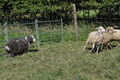 Bearded Collie / Bild 16 von 38 / 19.07.2014 16:02 / DSC_4199.JPG