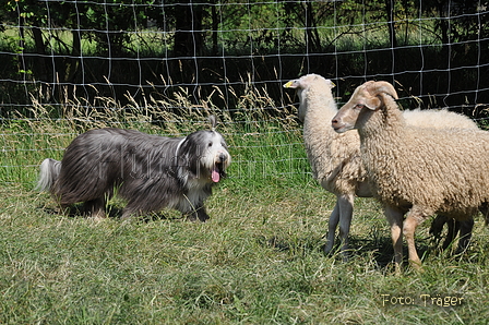 Bearded Collie / Bild 10 von 38 / 19.07.2014 16:06 / DSC_4229.JPG