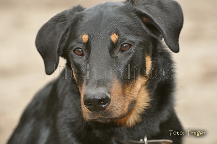 Beauceron / Bild 6 von 7 / 19.02.2012 12:10 / DSC_3525.JPG