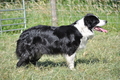 Border Collie / Bild 41 von 63 / 19.07.2014 16:15 / DSC_4267.JPG